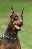 DOBERMANN 340